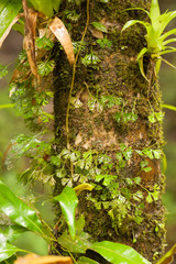 Elaphoglossum peltatum