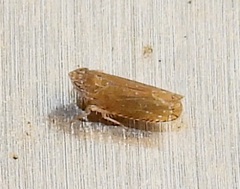 Scaphytopius