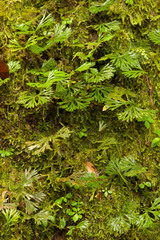 Elaphoglossum peltatum