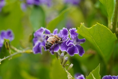 Apis mellifera