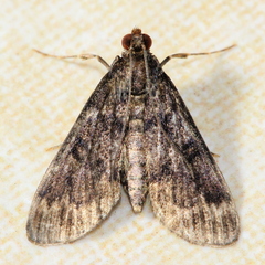 Penestola bufalis