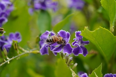 Apis mellifera