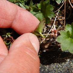 Micranthes porsildiana