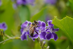 Apis mellifera