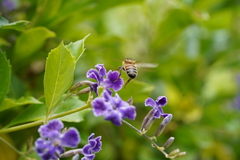 Apis mellifera