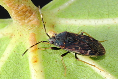 Neopetissius slaterorum