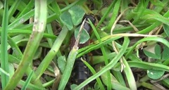 Staphylinus dimidiaticornis