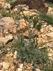 Artemisia scopulorum