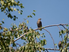 Sturnus vulgaris