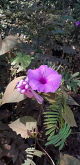 Ipomoea setifera