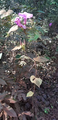 Ipomoea setifera