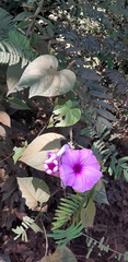 Ipomoea setifera