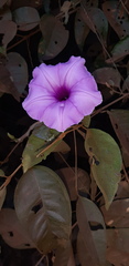 Ipomoea setifera