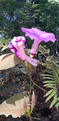 Ipomoea setifera