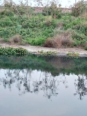 Himantopus mexicanus