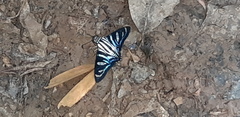 Jemadia hewitsonii