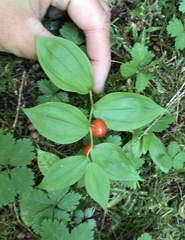 Streptopus streptopoides