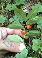 Streptopus streptopoides