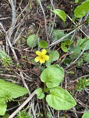 Viola orbiculata