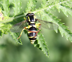 Xanthogramma stackelbergi