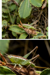 Conocephalus saltans