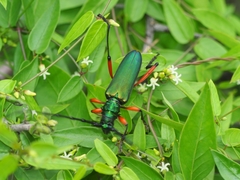 Plinthocoelium suaveolens