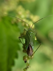 Calocoris affinis