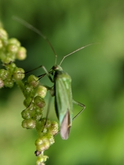 Calocoris affinis