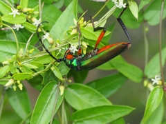 Plinthocoelium suaveolens