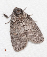 Discophlebia celaena