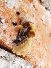 Megalopyge xanthopasa