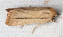 Leucania diatrecta