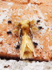 Megalopyge xanthopasa