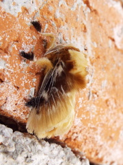 Megalopyge xanthopasa