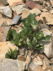 Senecio amplectens holmii