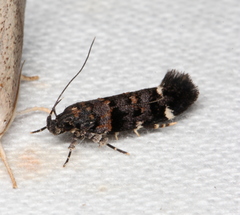 Macrobathra diplochrysa