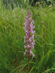 Gymnadenia conopsea