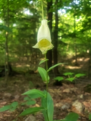 Digitalis grandiflora