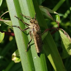 Eutolmus rufibarbis