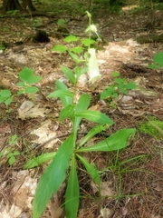 Digitalis grandiflora
