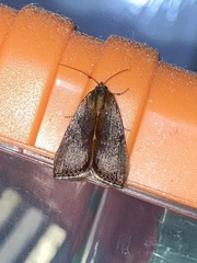 Galgula