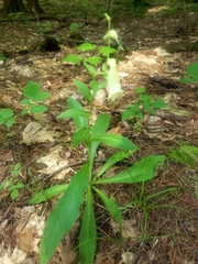 Digitalis grandiflora