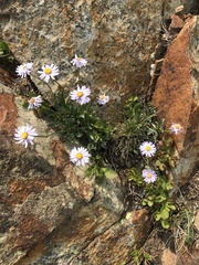 Erigeron simplex