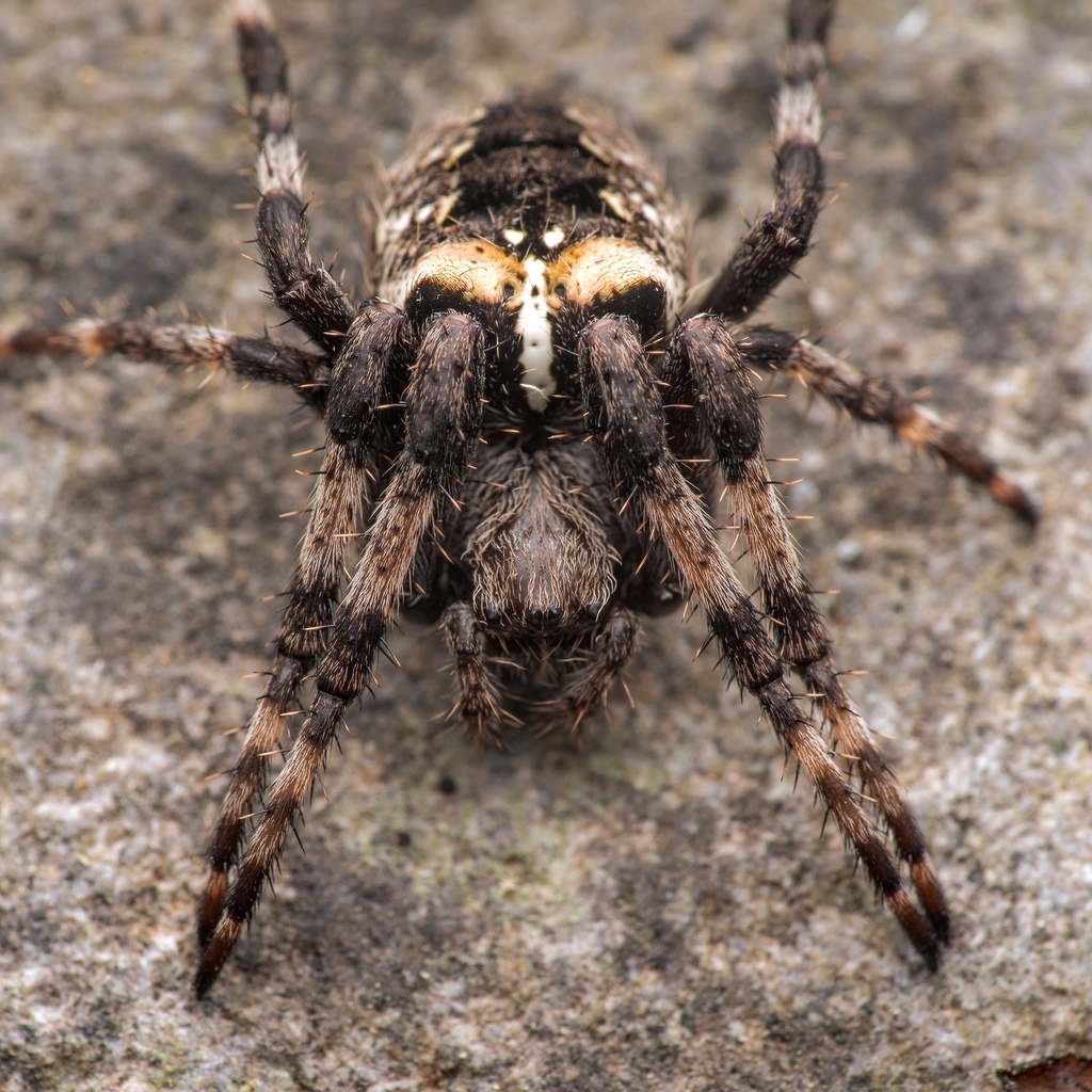Fierce Orbweaver