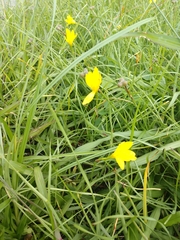 Zephyranthes citrina