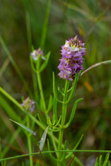 Polygala cruciata