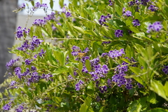 Hylephila phyleus