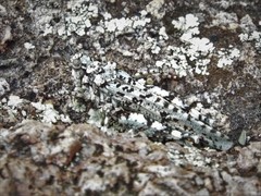 Leuronotina ritensis