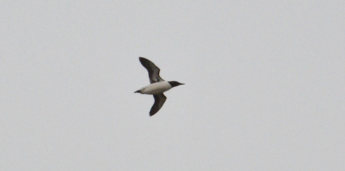 Common Murre photographed in Oregon