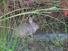 Sylvilagus palustris